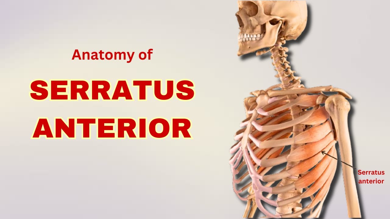 Serratus Anterior Muscle Anatomy | Muscle of Pectoral Region | Doctor Speaks