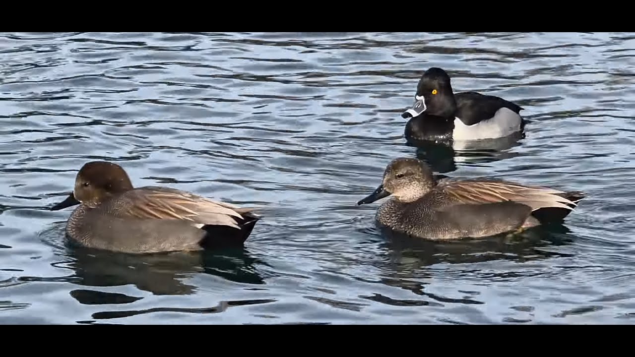 Winter Ducks Swim While Egyptian Geese Sing #birdwatching #birds #birdvoice #duck #nature #wildlife