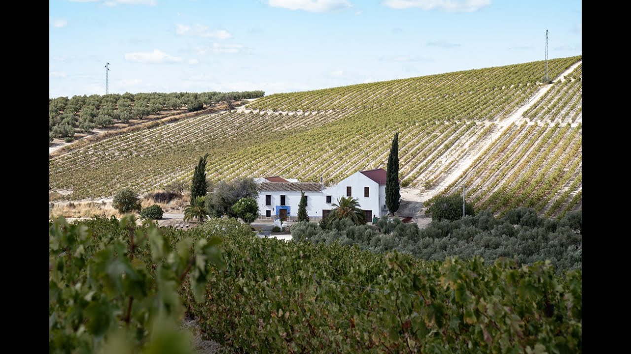 Montilla en Vendimia, el enoturismo andaluz de calidad