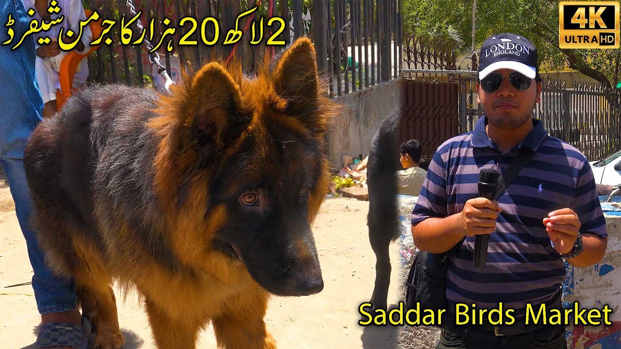 Saddar Dogs Market 21-4-24 Karachi | Unique and Rare breed of Dogs | शिकार करने वाले कुत्ते