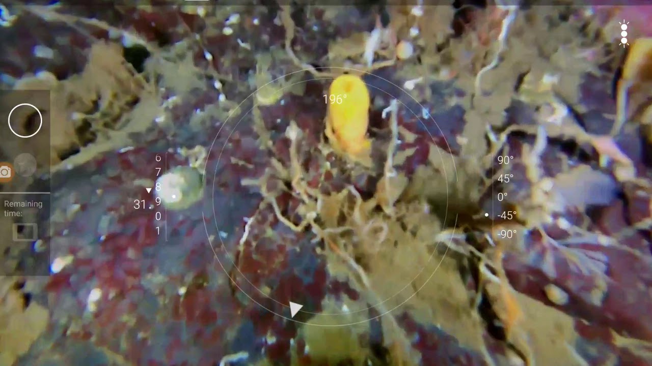 OpenROV Trident Gerald Island part2 Aug 5 2018 Glass sponges?