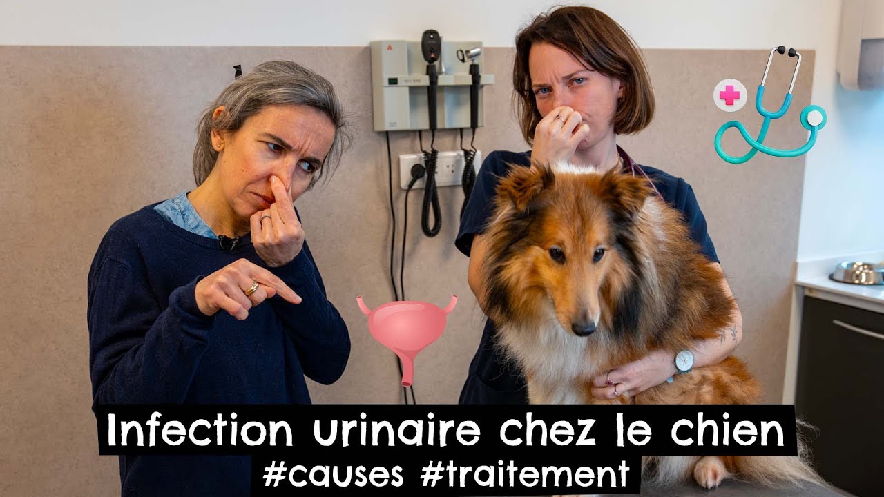 Infection urinaire chez le chien #causes #traitement 🐶