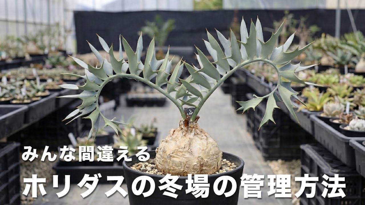 これをしなければ大丈夫！ 冬のホリダスの育て方｜初心者でもできる簡単な越冬管理【ソテツ】
