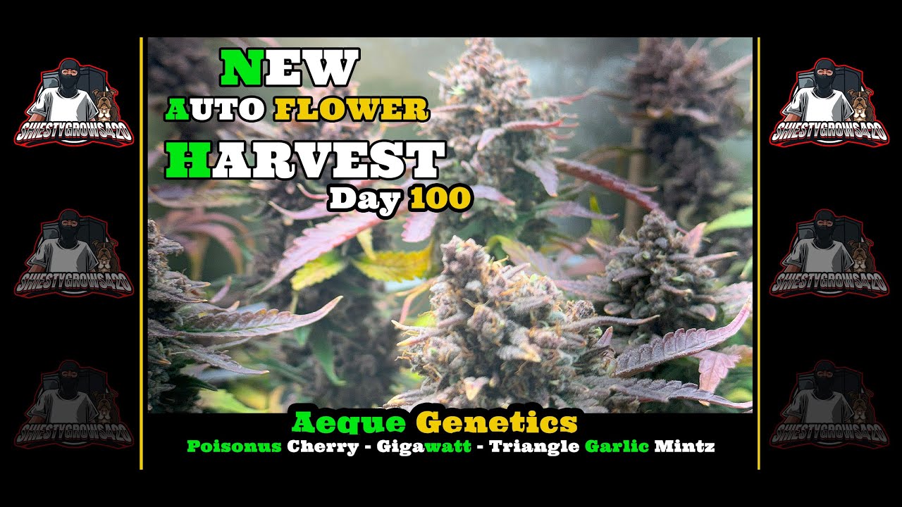 Seed to Harvest- Harvest Day- Aeque Genetics- Poisonus Cherry-Gigawatt- AutoFlower Grow Pt 3.