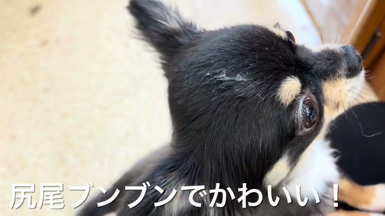ココちゃんレンくんメルくんレオンくんモコくん！