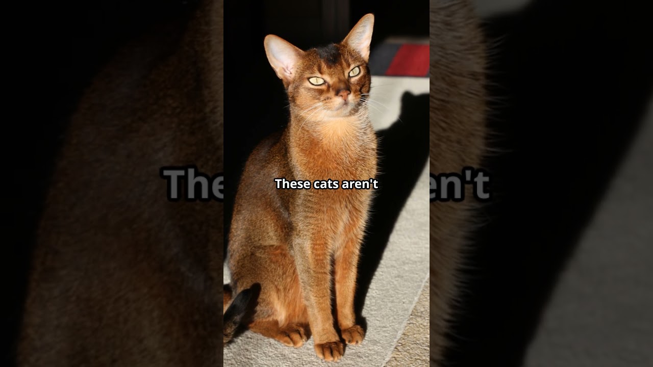 Mysterious Secrets of Abyssinian Cats Unveiled