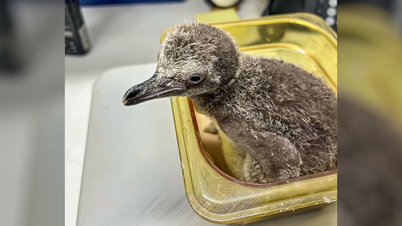 Watch the Humboldt Penguin Chick Grow