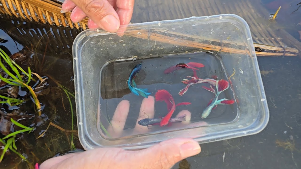Most beautiful betta fish were founded under the grass in wilderness lake by MyGoldFish.