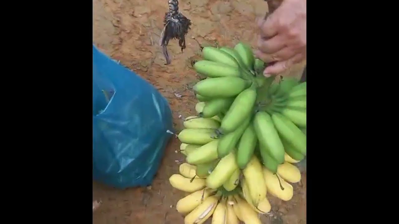 Colheita de banana maçã 
