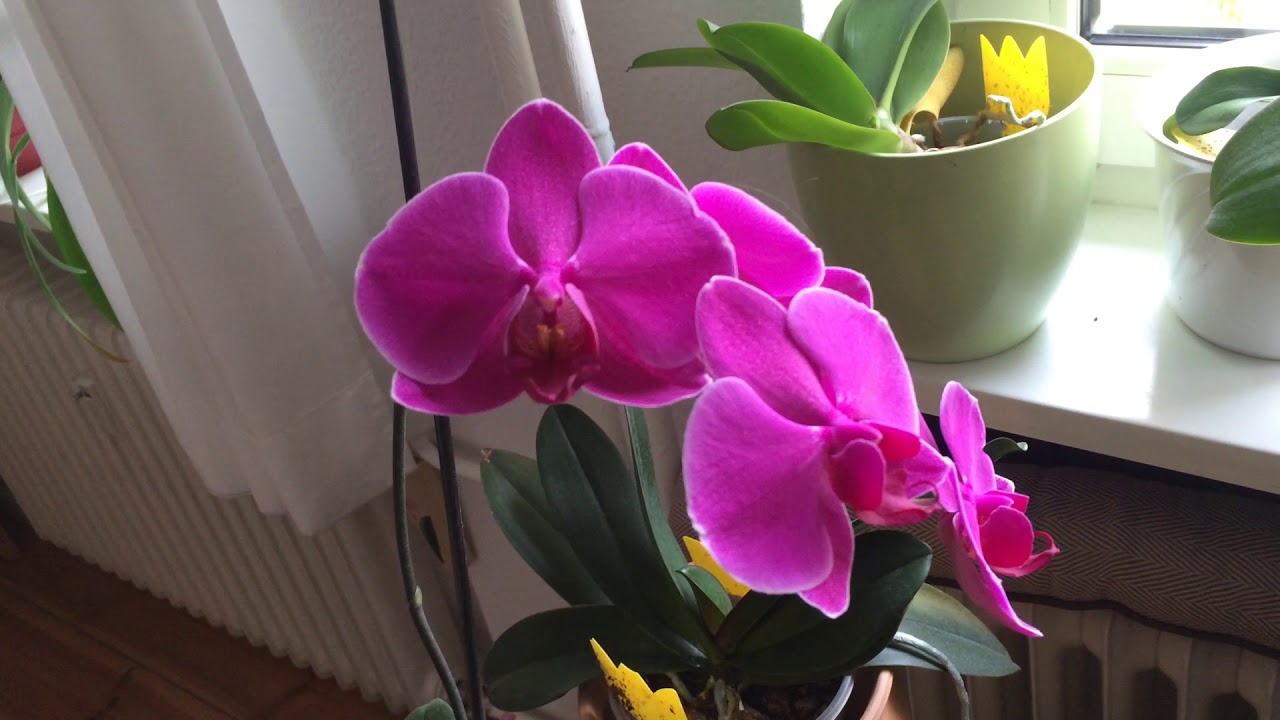 Orchidee/ storczyki - porady dla początkujących, cz. 1. Historia moich roslin