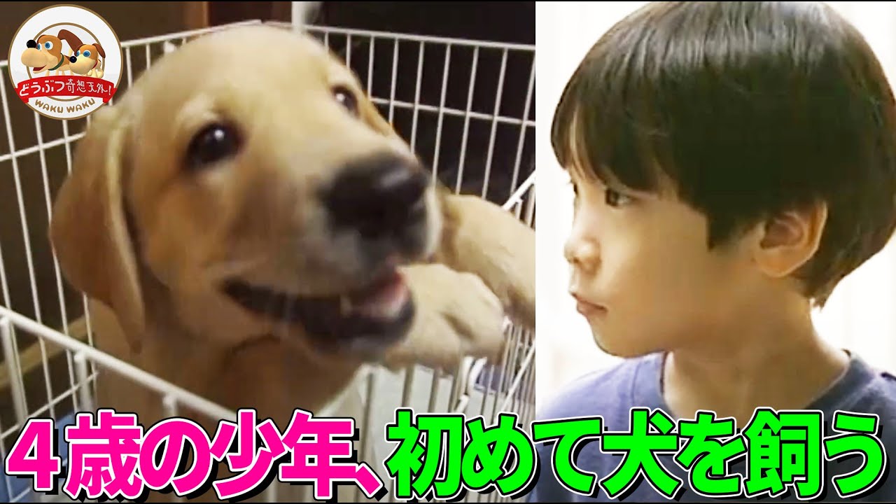 4歳の少年、初めてイヌを飼う！鈴木さん一家とラブラドールの笑いと涙の奮闘記【どうぶつ奇想天外／WAKUWAKU】