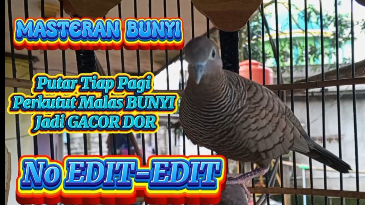 Perkutut Cemani Gacor MASTERAN BUNYI perkutut Paling Ampuh 