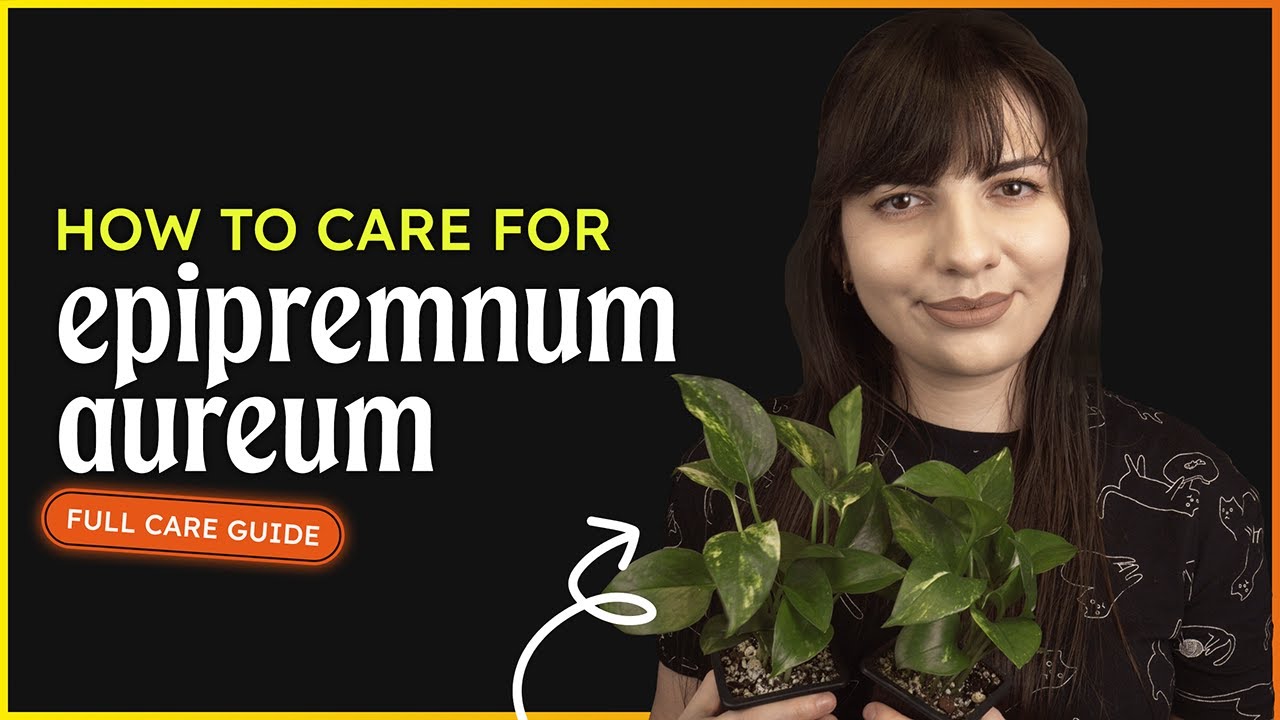 Epipremnum Aureum Care (Golden Pothos)