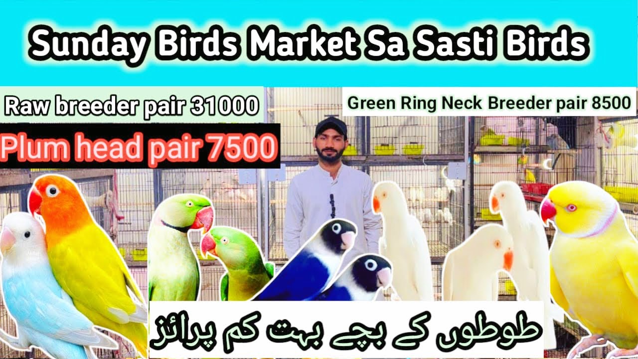 Raw ka Chicks 9000 🥰 Raw ka Breeder pair 31000 ❤️ Quality Birds Muddasir Birds Shop Lahore 😍