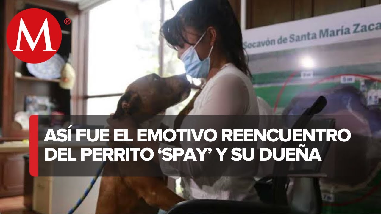 Spay, el perrito pitbull que cayó al socavón, se reencuentra con su familia