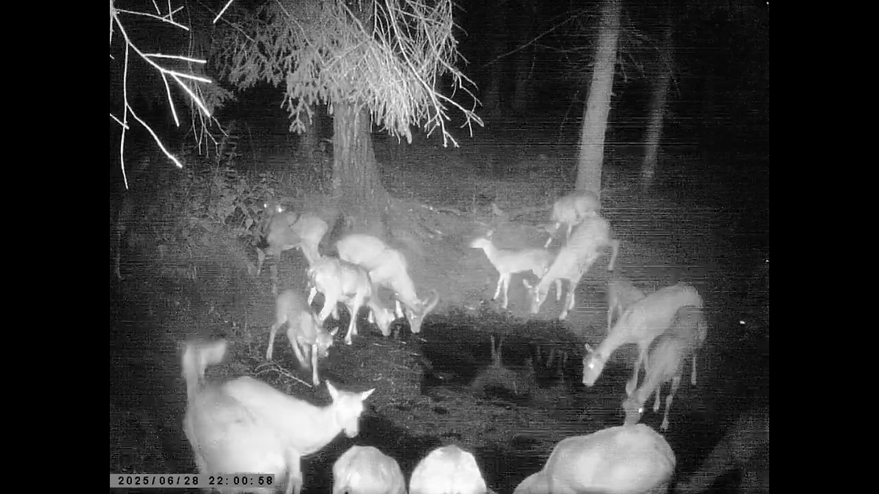 OHZ Bieganowo stado muflon&oacute;w