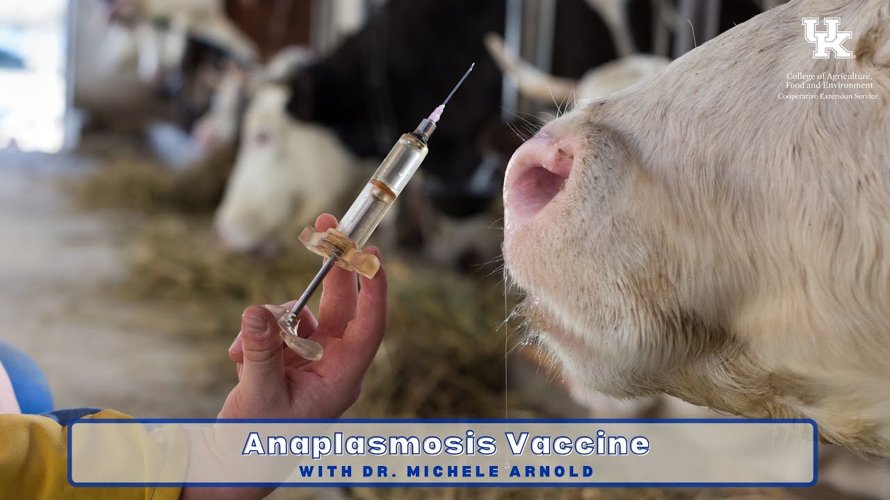 Anaplasmosis Vaccine