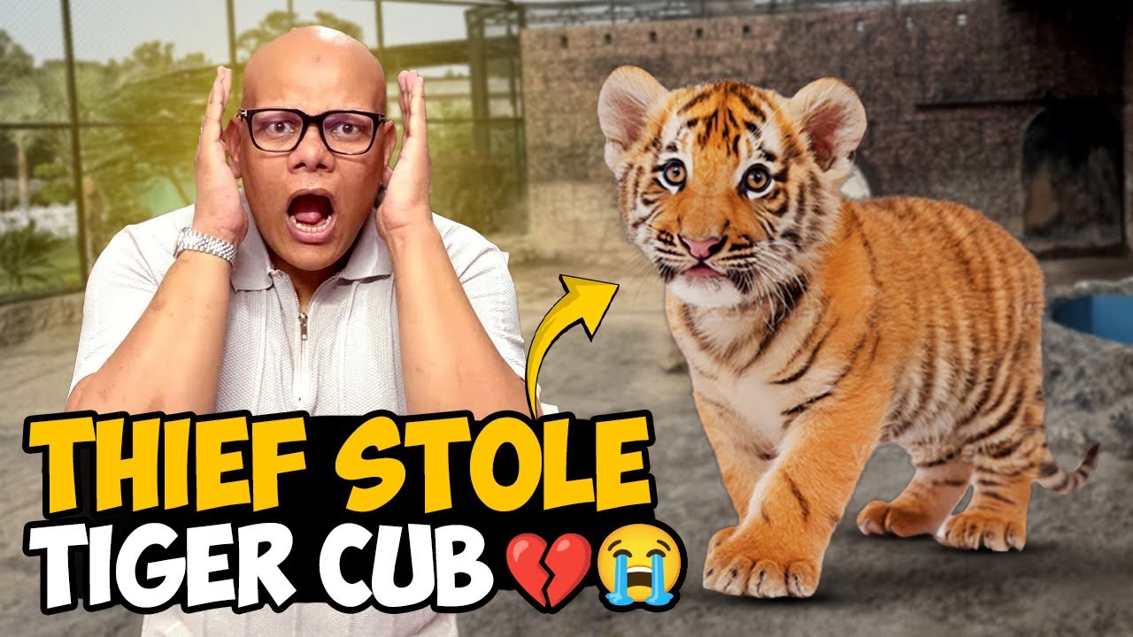 Heartbreaking Incident😢Thief Stole My Tiger Cub💔😭| BT Farm Stories