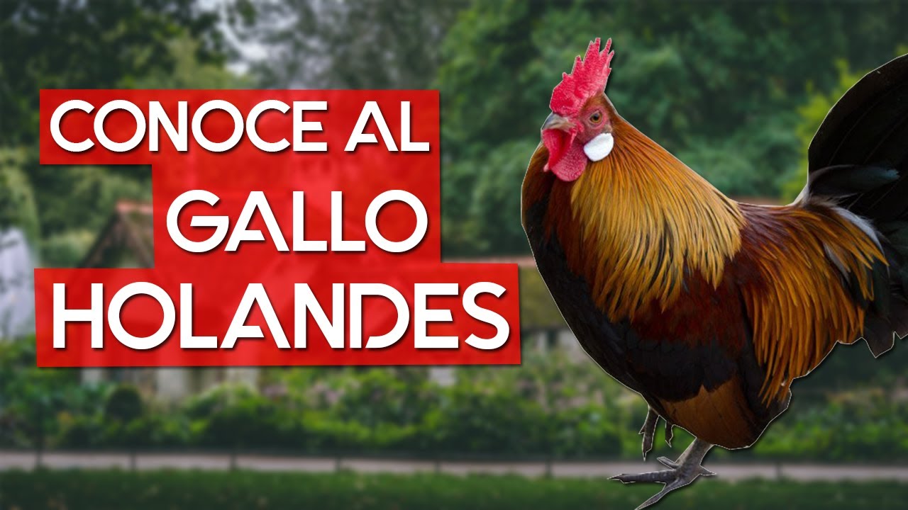 Gallo Holandés 🐓 Raza de gallina miniatura de Holanda