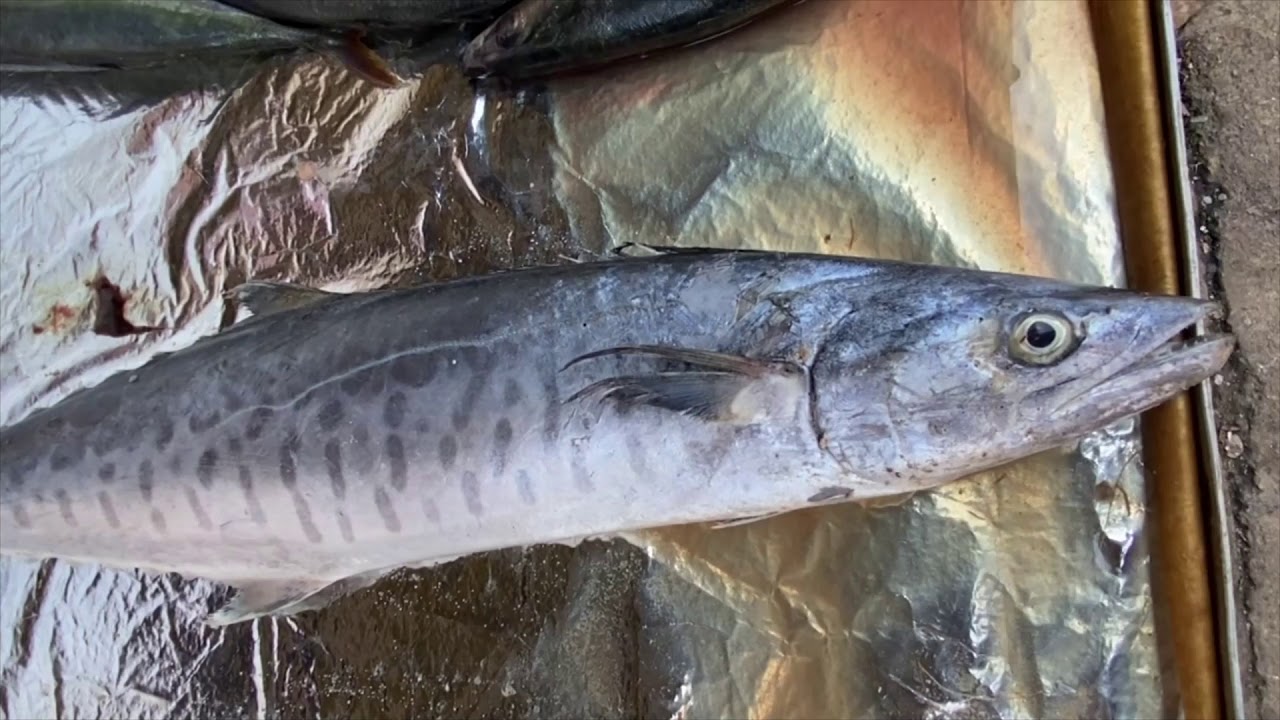 Seer fish identification - Thora  identification
