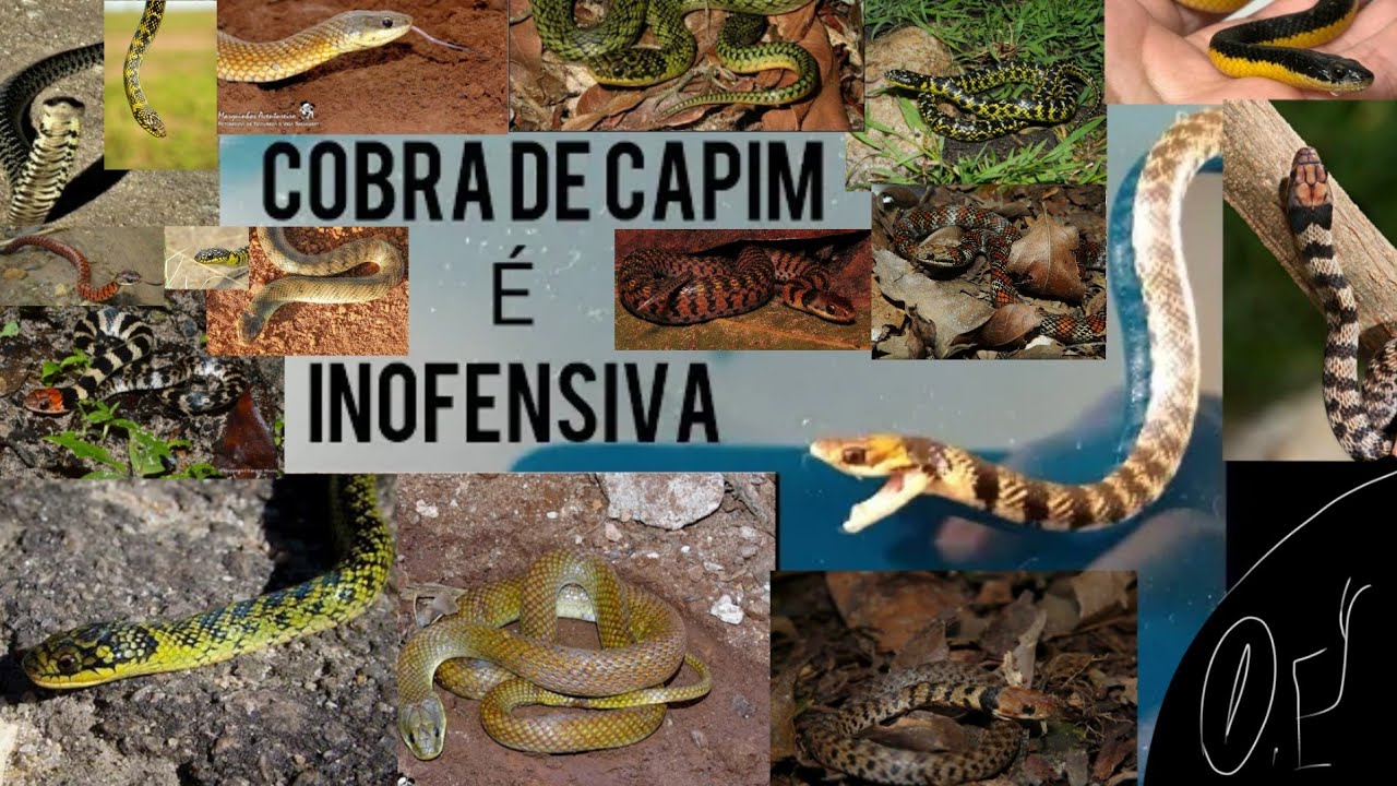Cobra de capim - Erythrolamprus ( liophis ) poecilogyrus ! Ordem.ESCAMAS