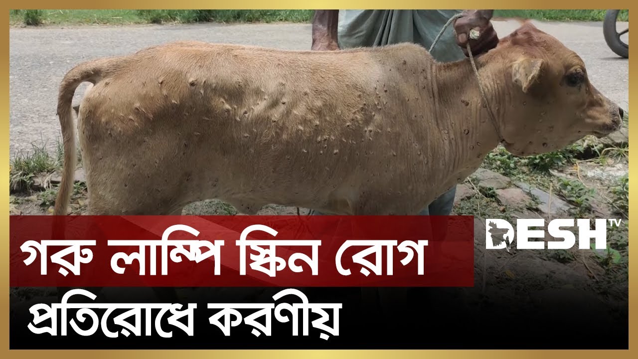 গরু লাম্পি স্কিন রোগে আক্রান্ত হওয়া প্রতিরোধে করণীয় | Lumpy Skin | Cow | Desh TV