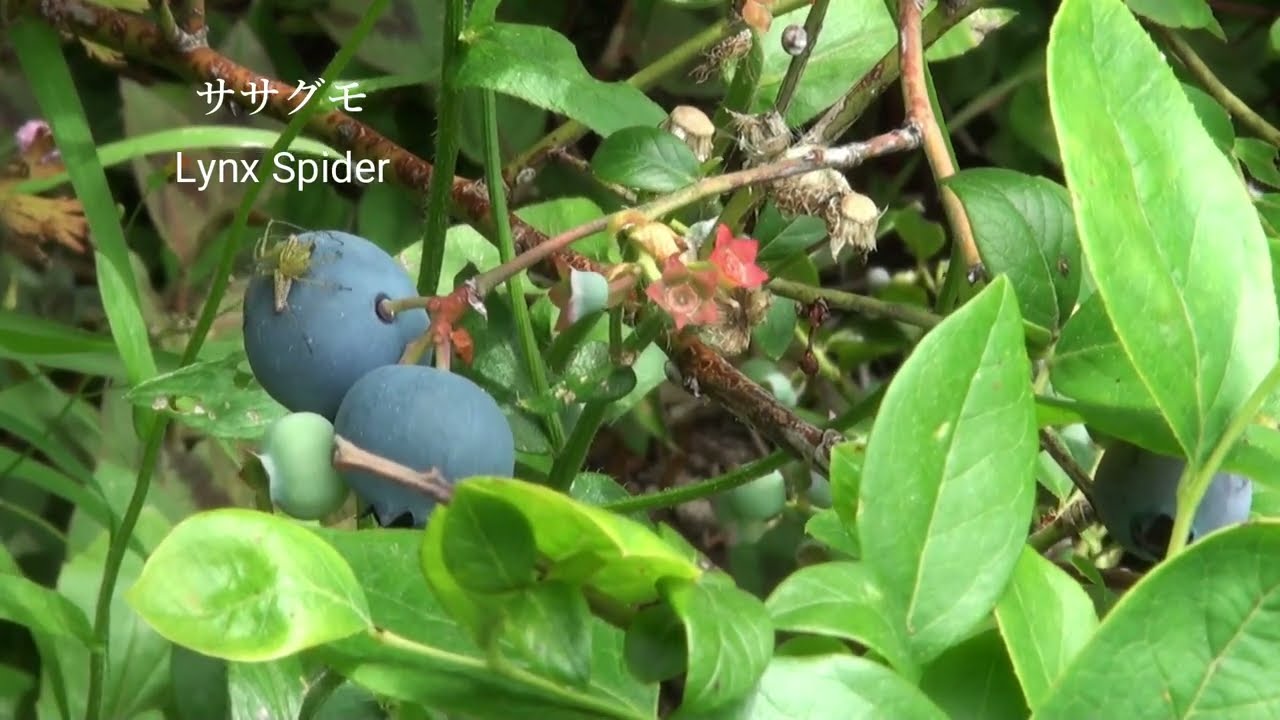 Lynx spider ササグモ