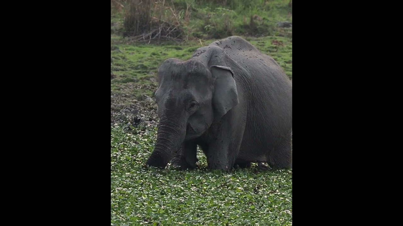 'Encounters: Land of the Tiger' Art Collection - Cy Baker's India-Inspired Conservation Series