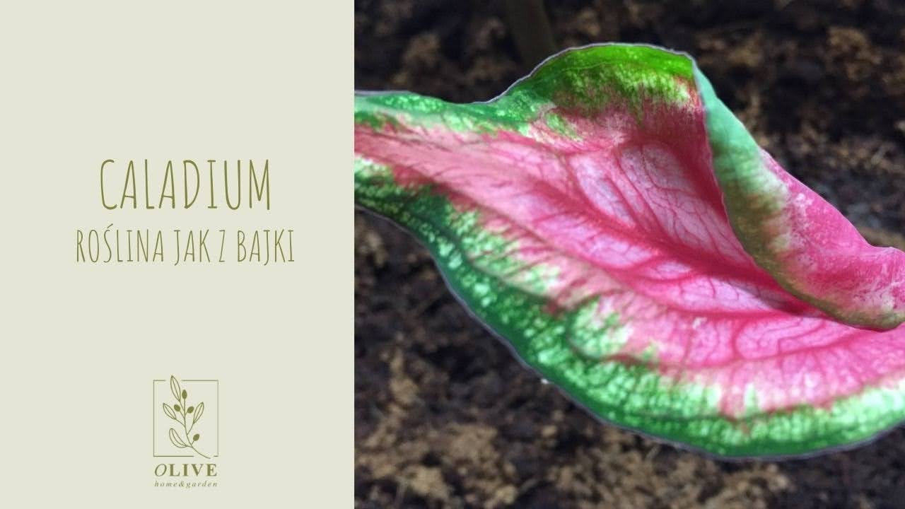 Caladium | Kaladium | Jak zacząć? | Podstawy pielęgnacji | Najważniejsze informacje