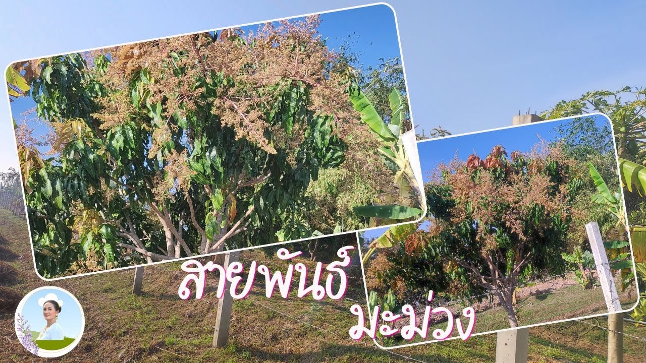มะม่วงหลายสายพันธ์