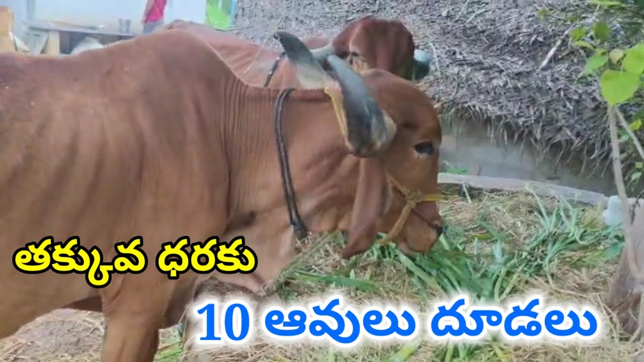 దేశీ ఆవులు దూడలు 7780686747 Desi cows calfs alikhankrk