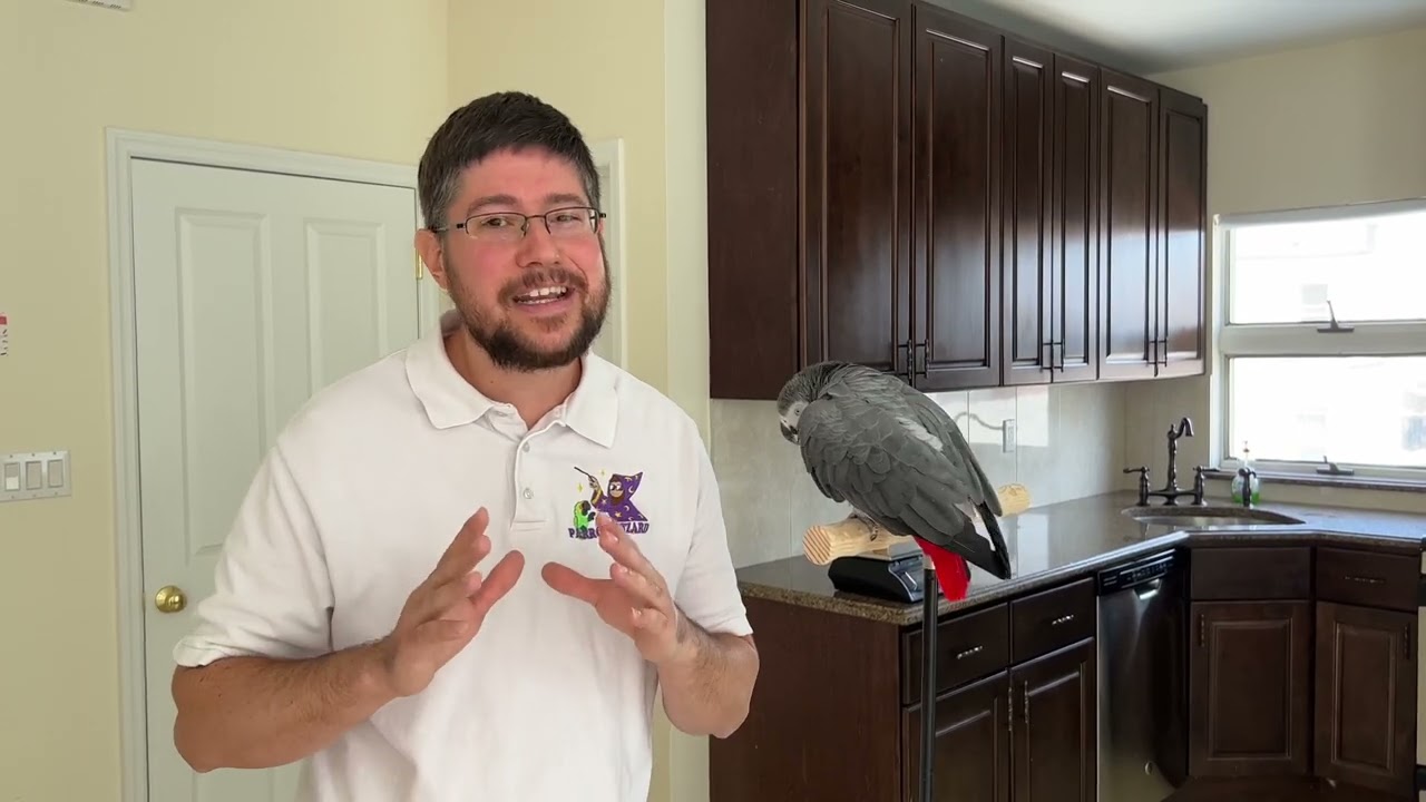 How To Gain Trust of a Parrot &ndash; Older Birds