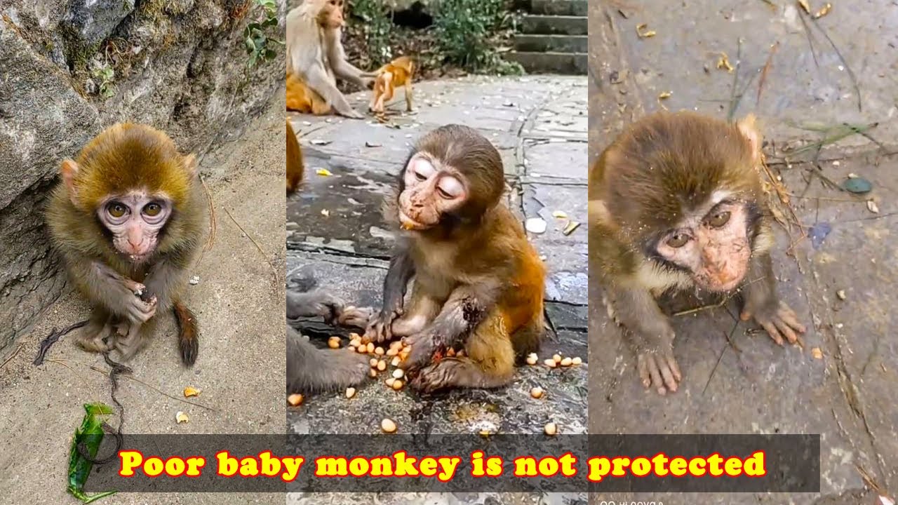 Poor hungry monkeys without love and protection