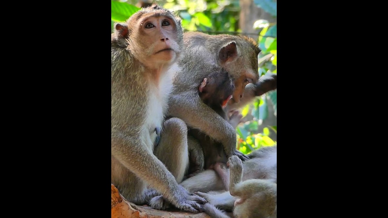 Lovely monkeys !