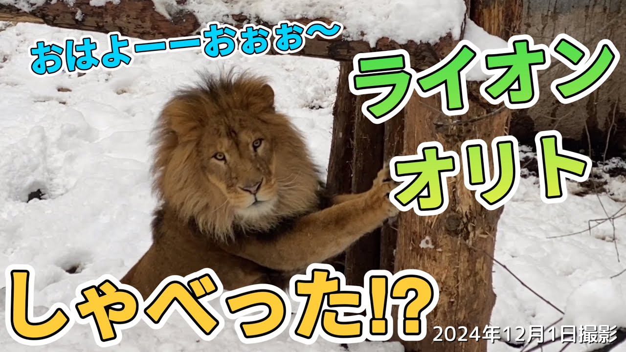 《旭山動物園ライオン＆トラ》おはよう😳言葉を覚えたオリト？少しづつ遊びが増えてきた！新たな道を切り開くオリト＆ザリアファミリーvol594