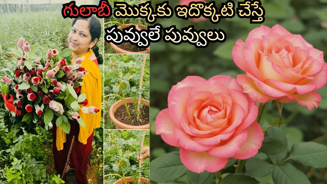 మీ గులాబీ మొక్క పూలు పూయడం లేదా? ఈ చిన్న టెక్నిక్ పాటిస్తే మీ తోట నిండా పూలే!#Rose