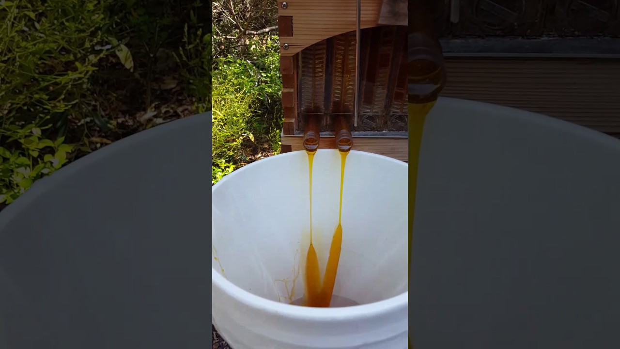 Keez Beez Honey harvested from Flow Hive At Keyscable.com
