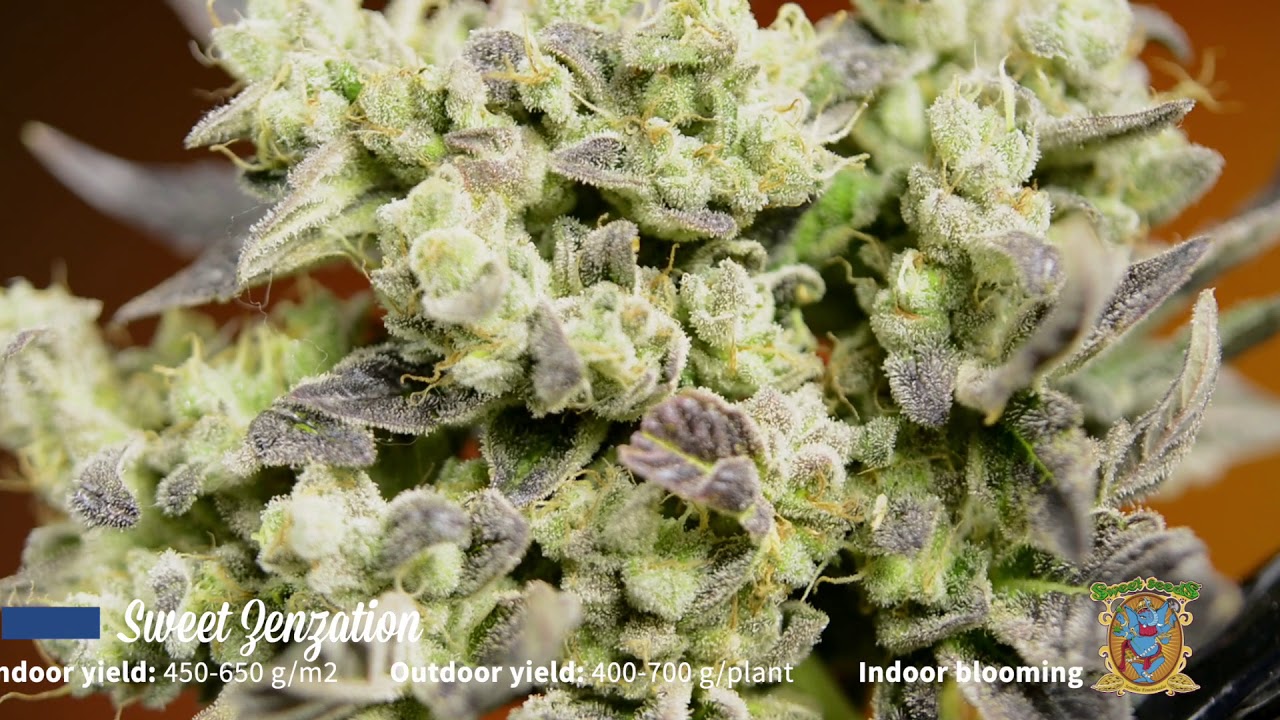 Sweet Zenzation di Sweet Seeds