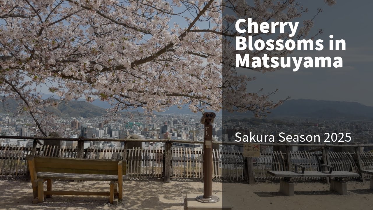 Checking out the cherry blossoms in Matsuyama