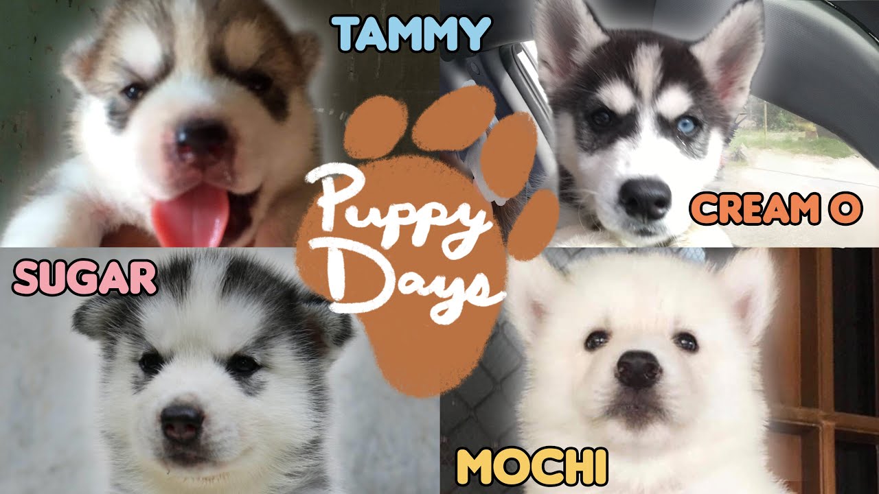MY 4 HUSKIES NUNG MGA TUTA PA LANG SILA (SOBRANG CUTE!!)