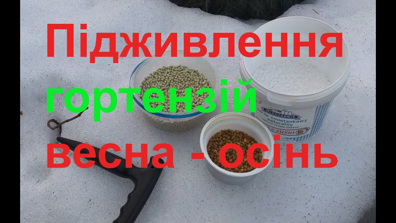 Підживлення волотистих гортензій з березня до листопада. #гортензія #вирощування #квітник #добрива