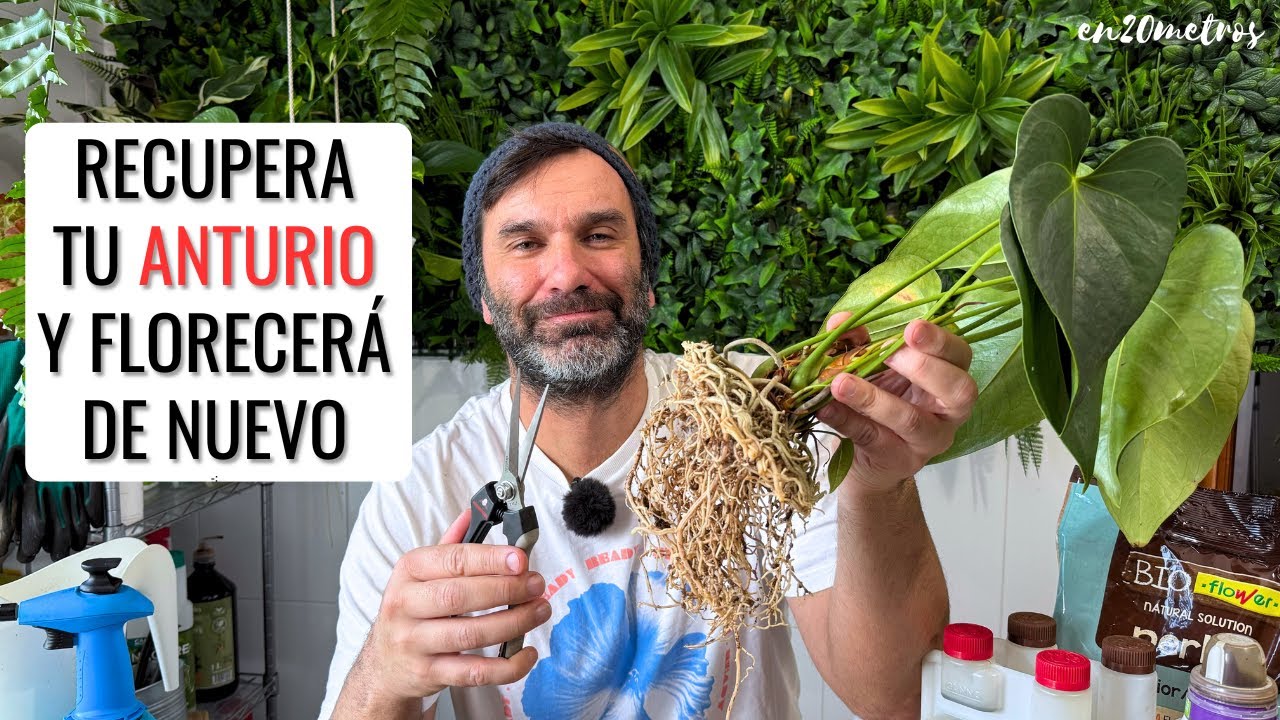 RECUPERA TUS ANTURIOS Y CONSIGUE QUE VUELVAN A TENER FLORES: trasplantar anthurium || en20metros