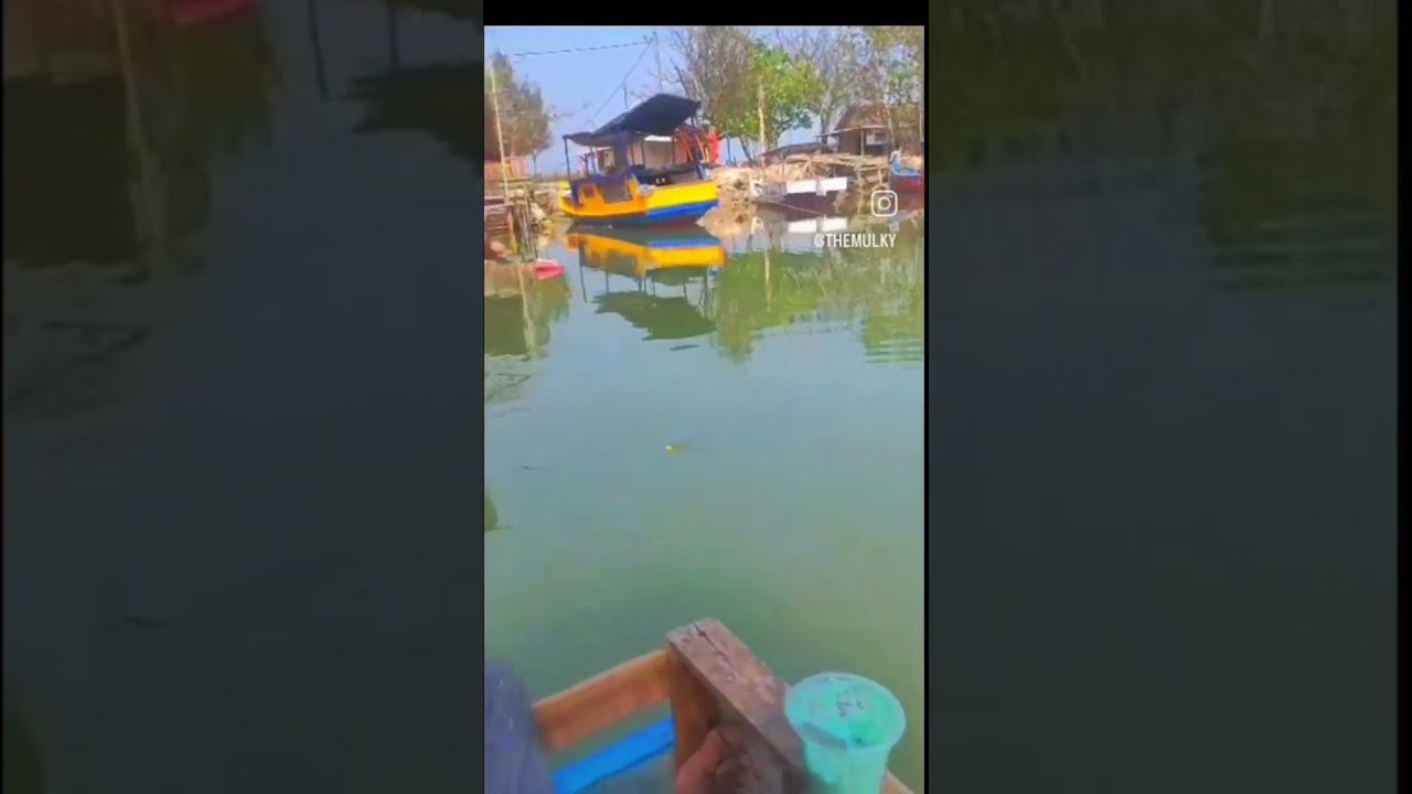 mancing belanak disikat bandeng liar! #mancingbelanak #mancingbandengliar #fishing #mulletfishing