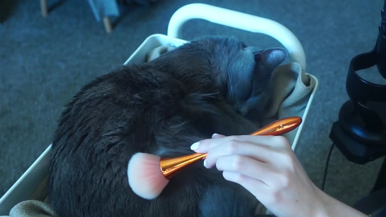 ASMR with my cat ♥