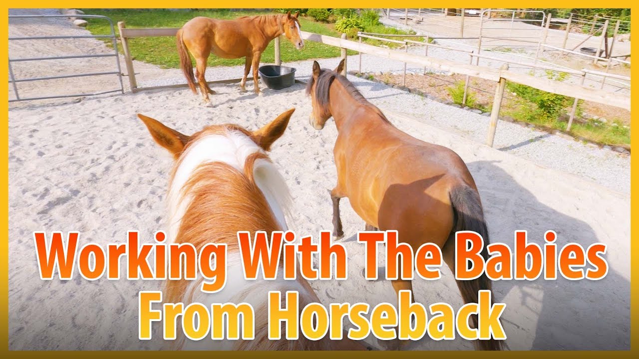 Teaching Mocha And Annie About Riding On Horseback