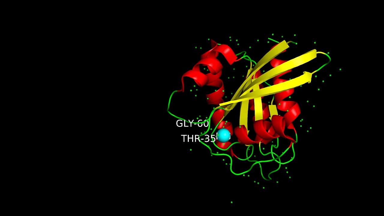 H-Ras protein structure and functionality