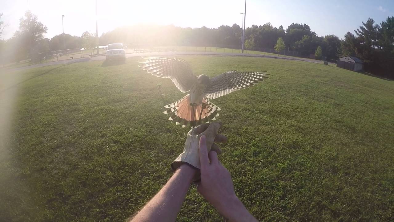 American Kestrel Training 2