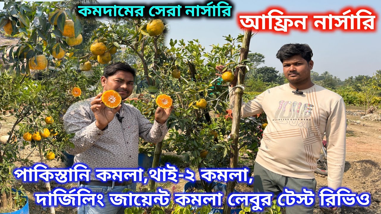 পাকিস্তানি,থাই-২,দার্জিলিং কমলা টেস্ট রিভিও আফ্রিন নার্সারিতে