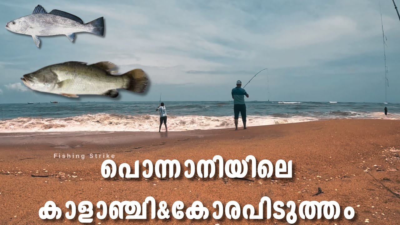 പൊന്നാനിയിലെ മീൻപിടുത്തം കാളാഞ്ചി &കോര  #ponnani #fishingstrike76  #baramundifishing #fishing 
