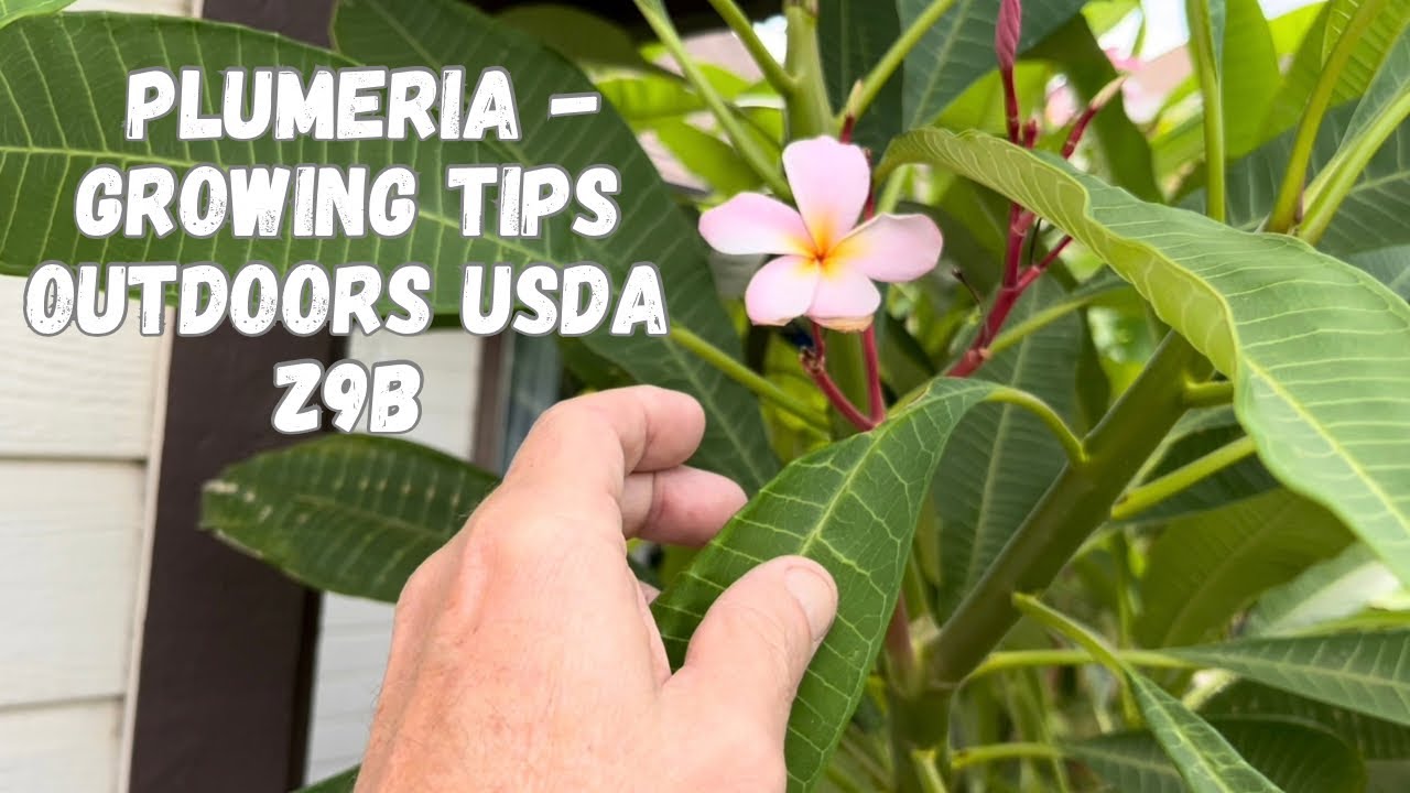 Plumeria Growing Tips for Growing Outdoors in USDA Zone 9b